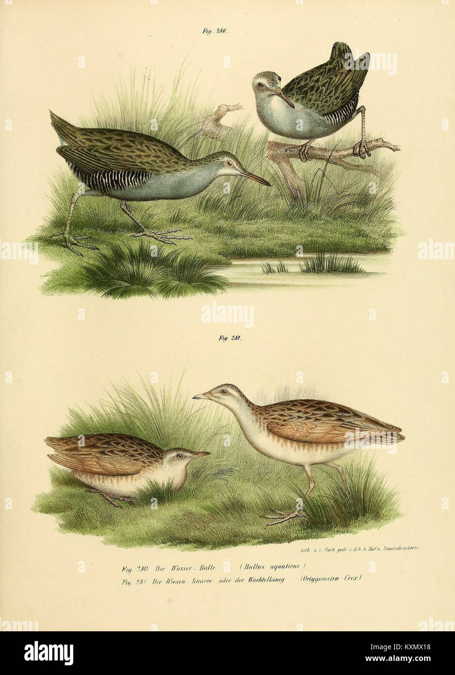 Image record avian taxonomy illustration hi-res stock photography and ...