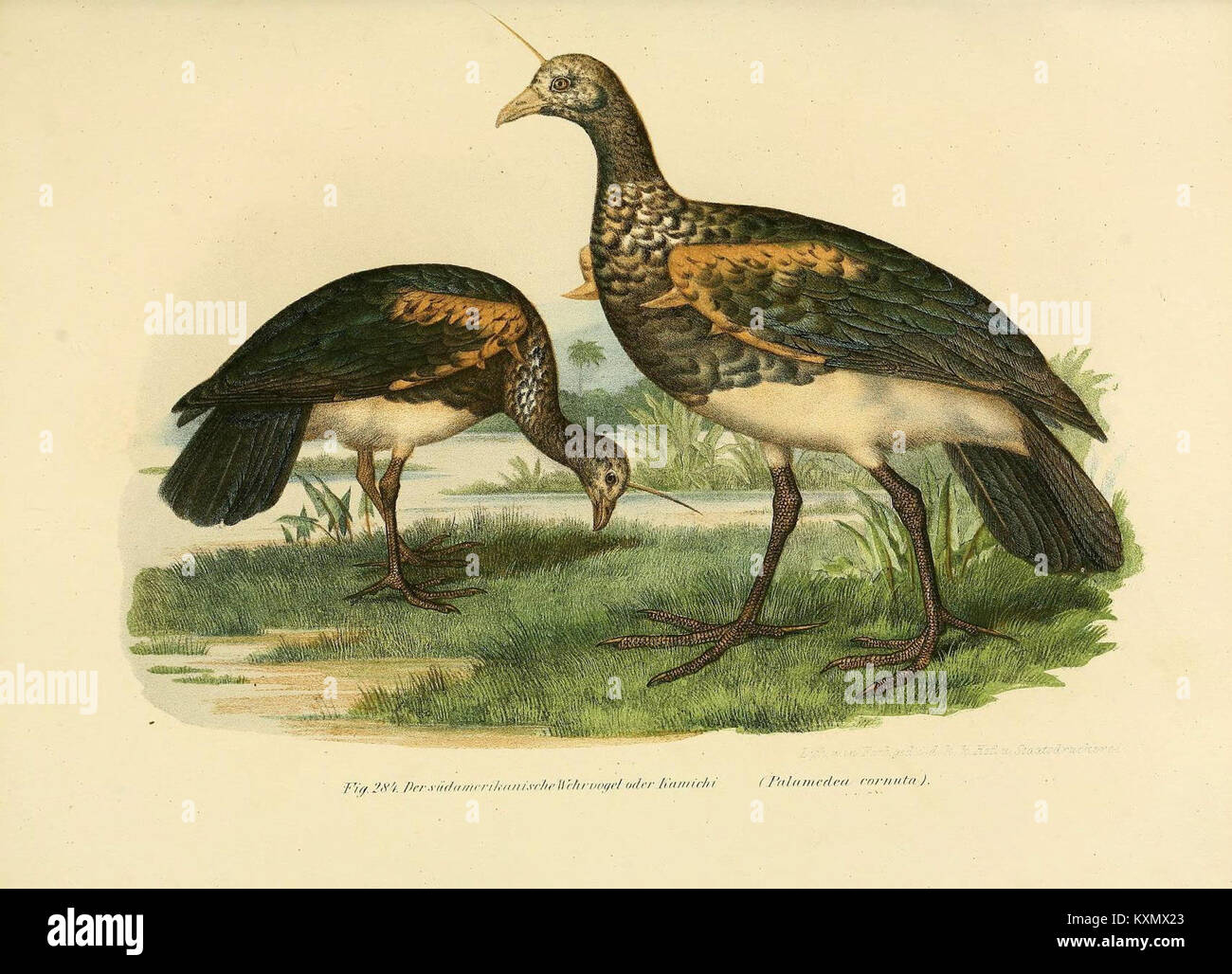 Illustration from the 'Bilder-Atlas' showing bird species in various ...