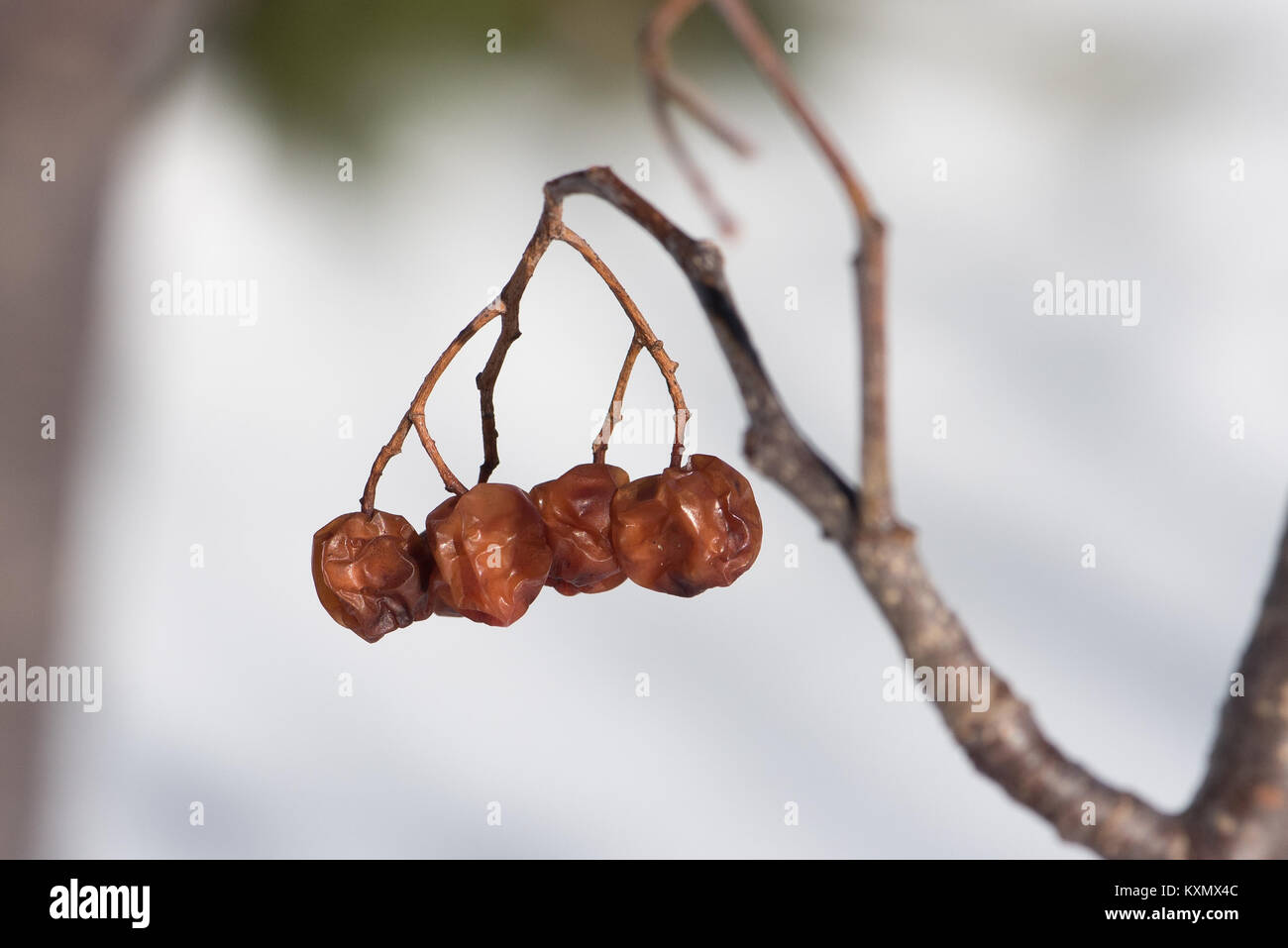 Wrinkled berries on a Mountain Ash tree, Sorbus americana, in the Adirondack Mountains, NY USA Stock Photo