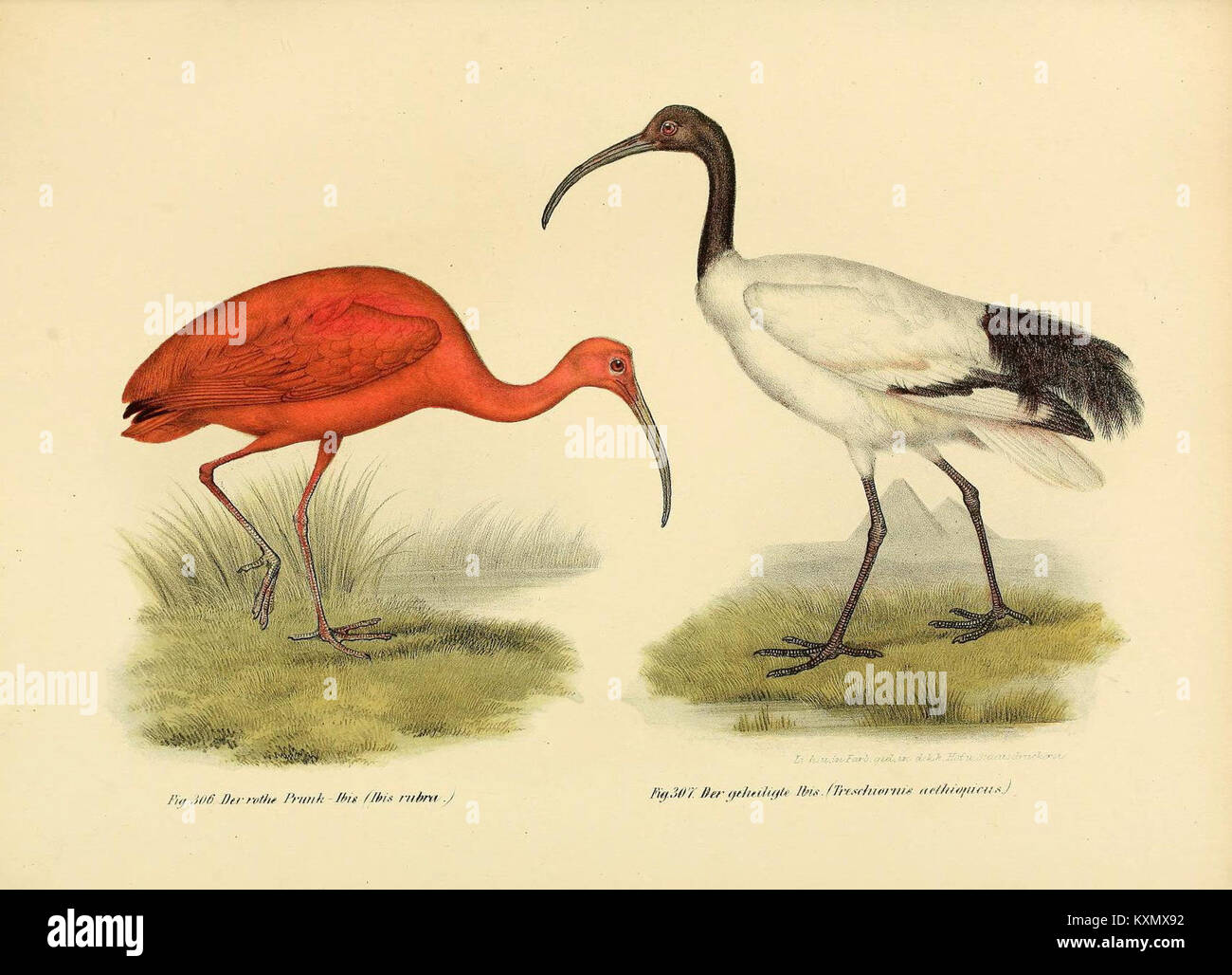 This illustration from the 'Bilder-atlas zur Wissenschaftlich-populären ...
