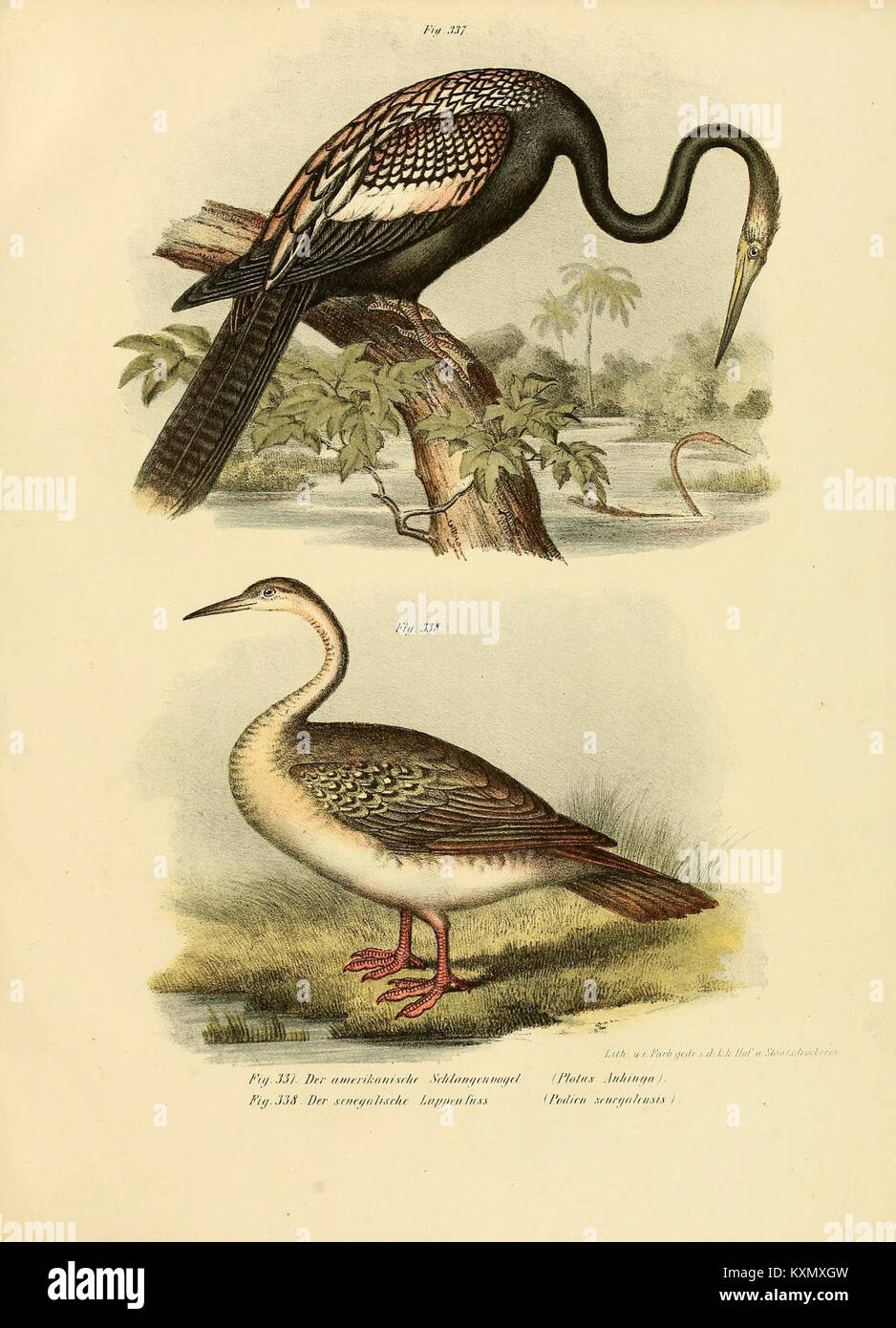 Illustrations from a scientific-popular bird atlas showing detailed ...