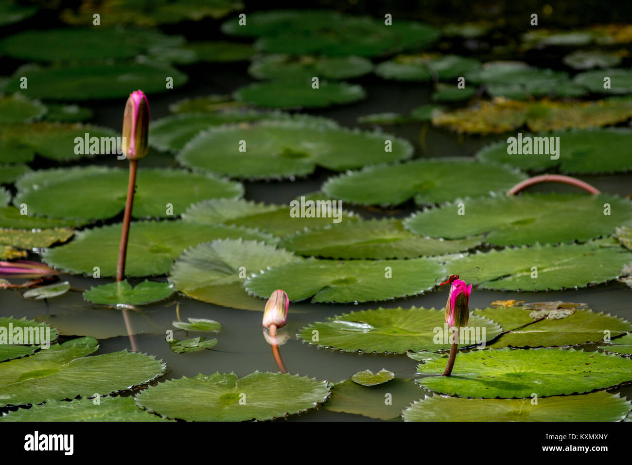 Three closed water lily flowers in a lily pond with a red dragon fly landed on the nearest flower. Stock Photo