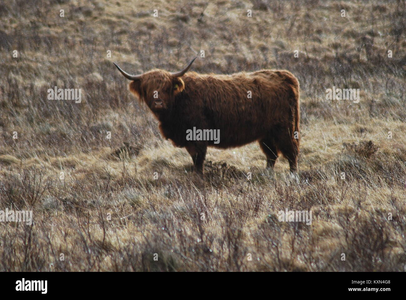 The Highland Cow Stock Photo