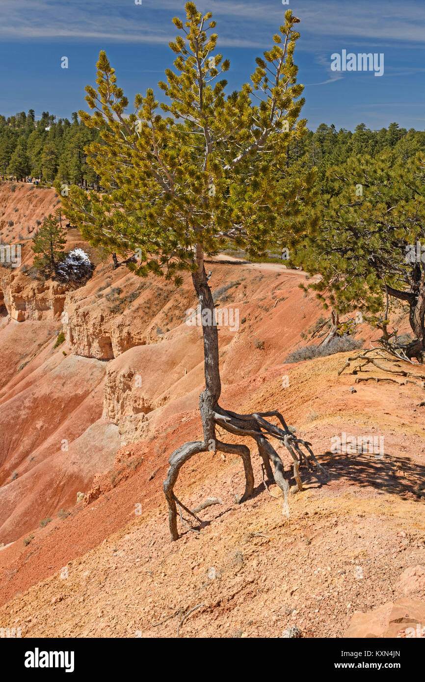 Tree Hanging on For Dear Life due to erosion in Bryce Canyon National Park in Utah Stock Photo