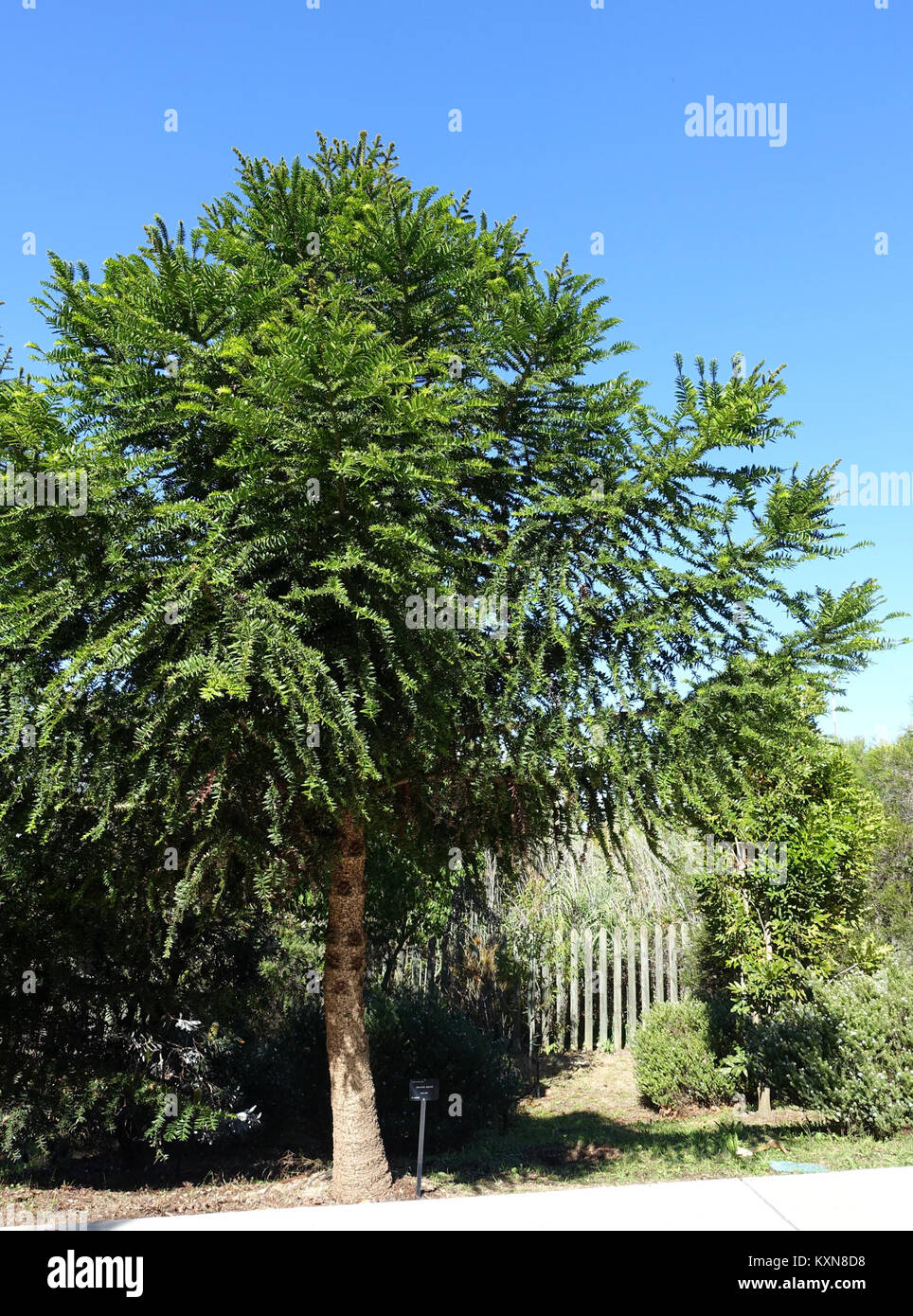 This image features *Araucaria bidwillii*, also known as the Bunya tree ...
