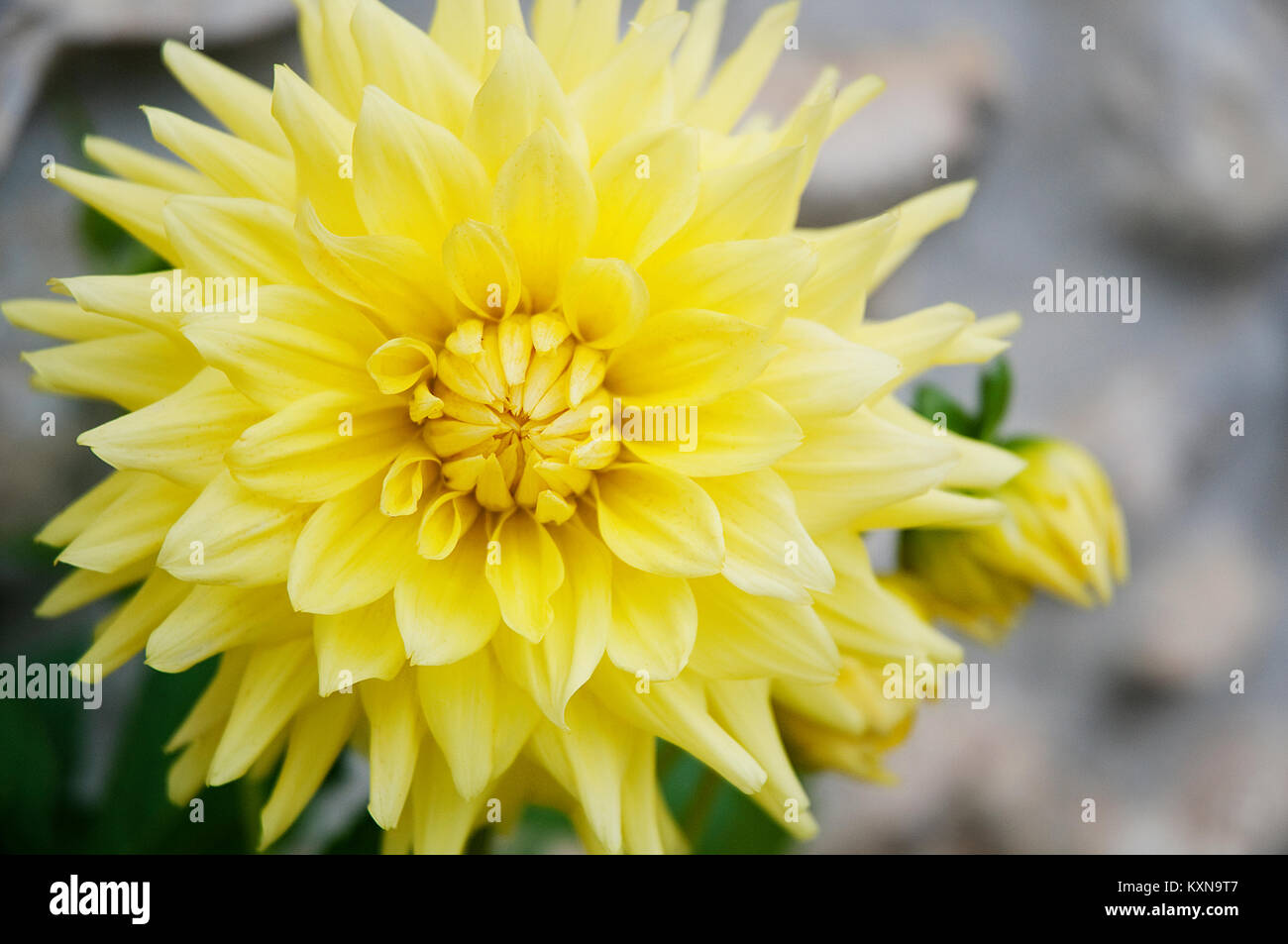 Yellow Dahlia flower. Close view. Stock Photo
