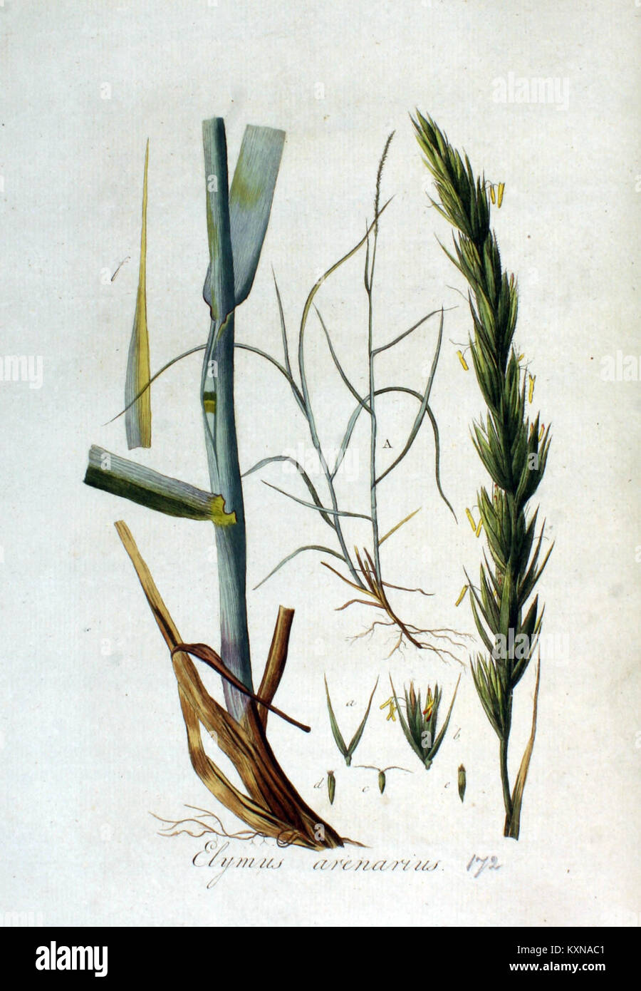 Elymus arenarius — Flora Batava — Volume v3 Stock Photo