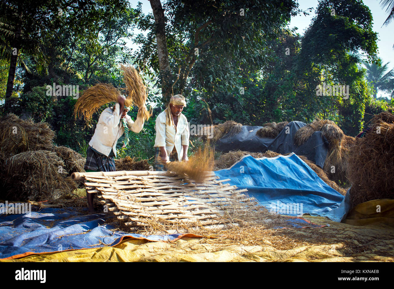 Rice Cleaning Stock Photo Alamy