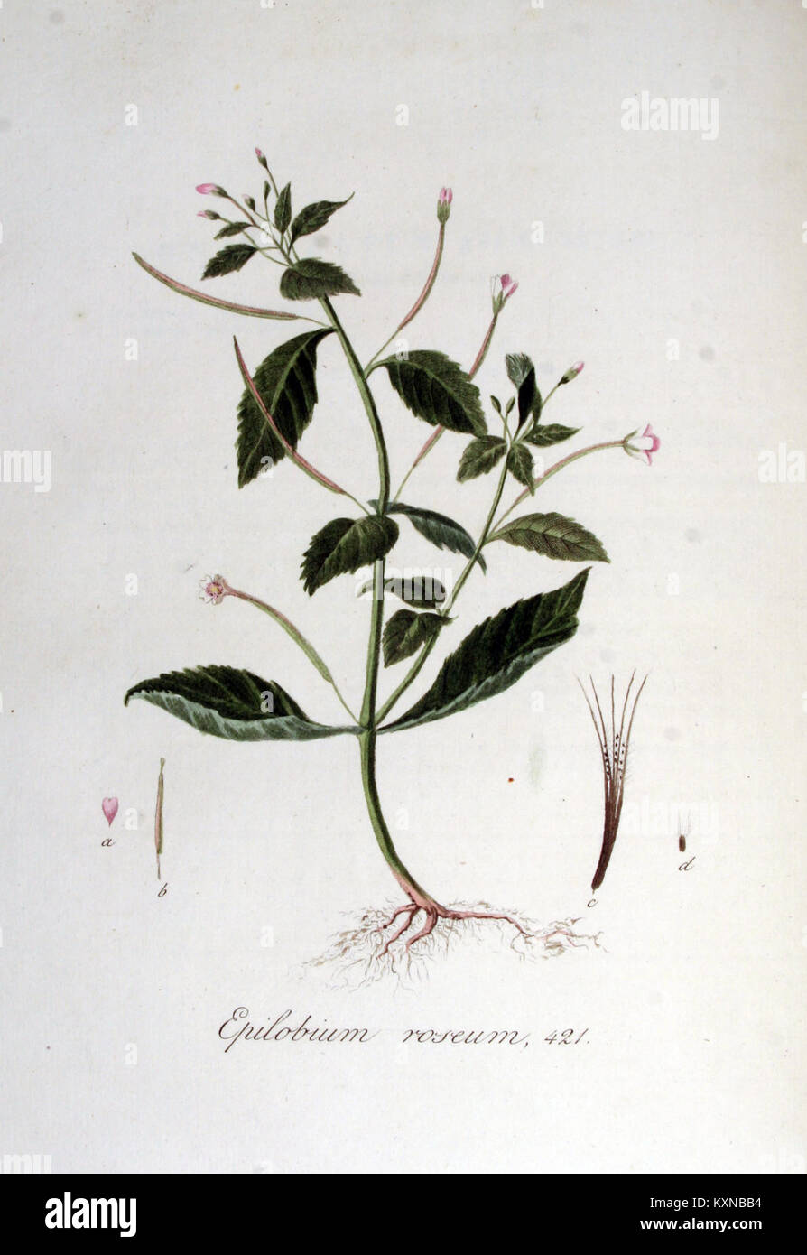 Epilobium roseum — Flora Batava — Volume v6 Stock Photo