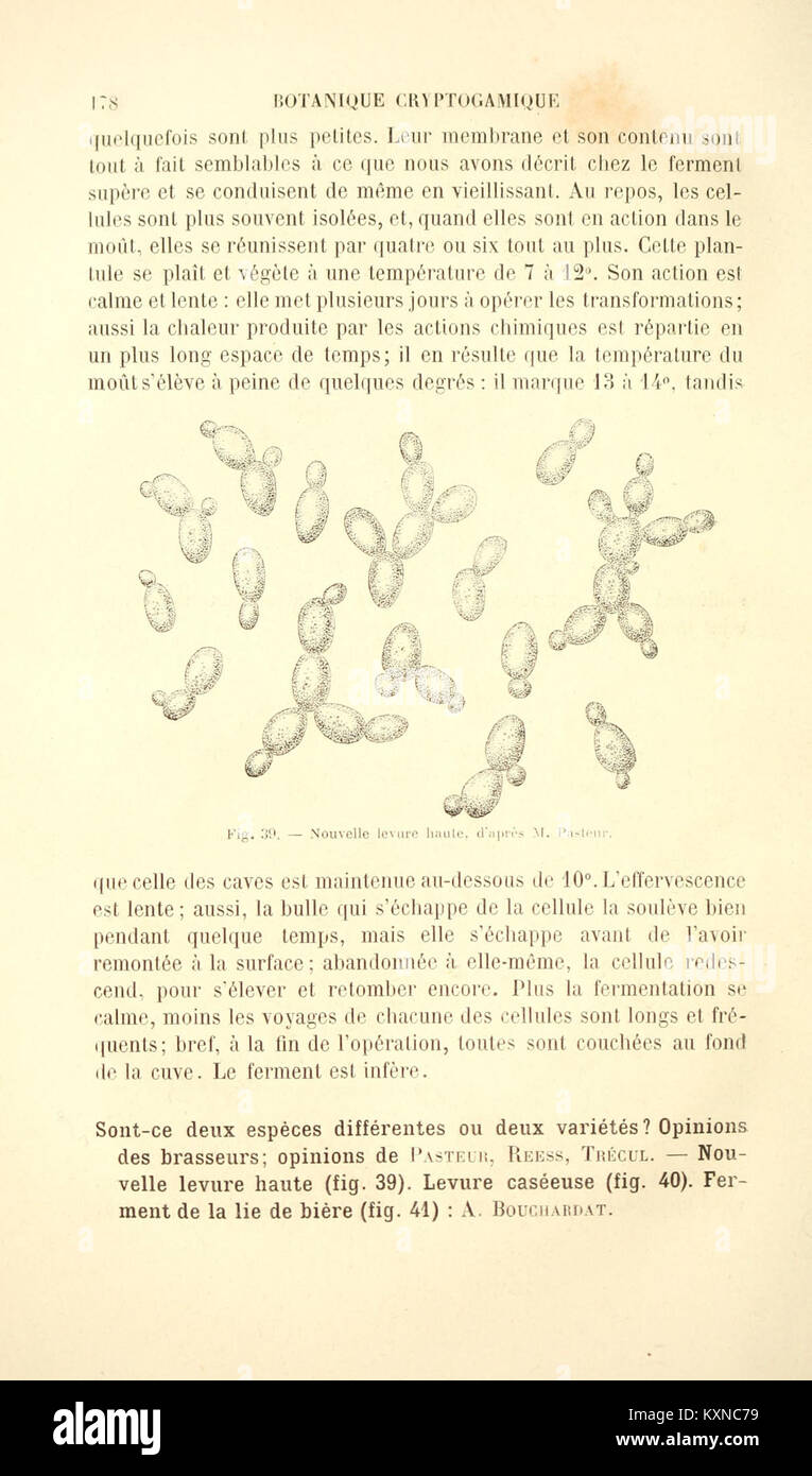 Botanique cryptogamique pharmaco-médicale (Page 178) BHL4271260 Stock Photo