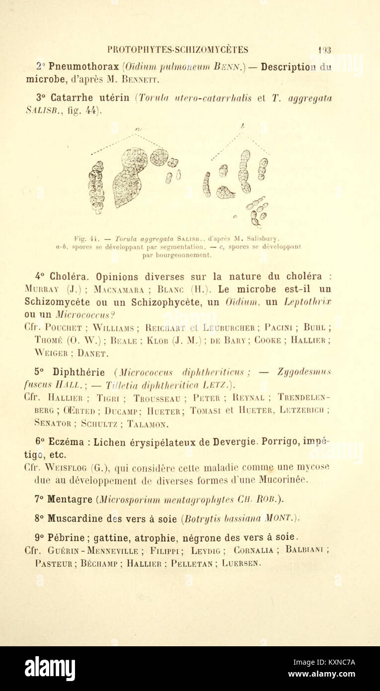 Botanique cryptogamique pharmaco-médicale (Page 193) BHL4271264 Stock Photo