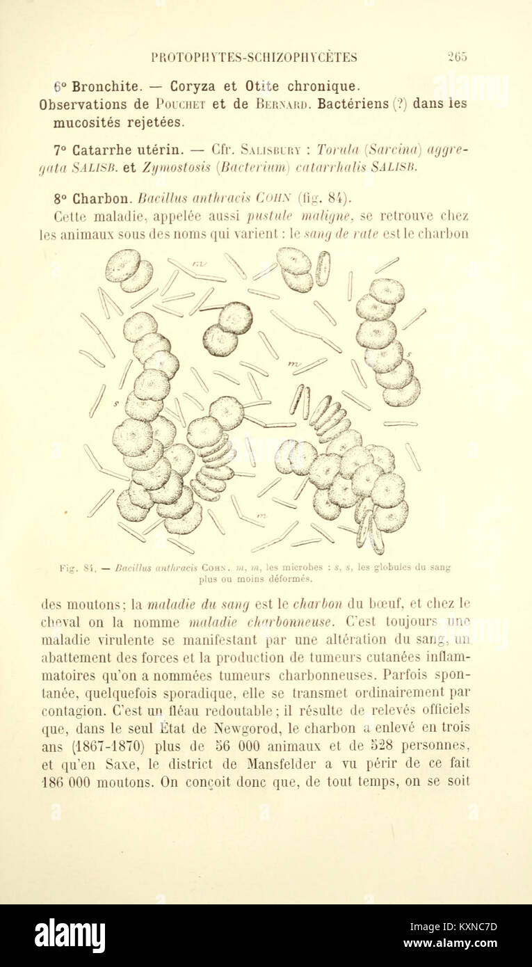 Botanique cryptogamique pharmaco-médicale (Page 265) BHL4271319 Stock Photo