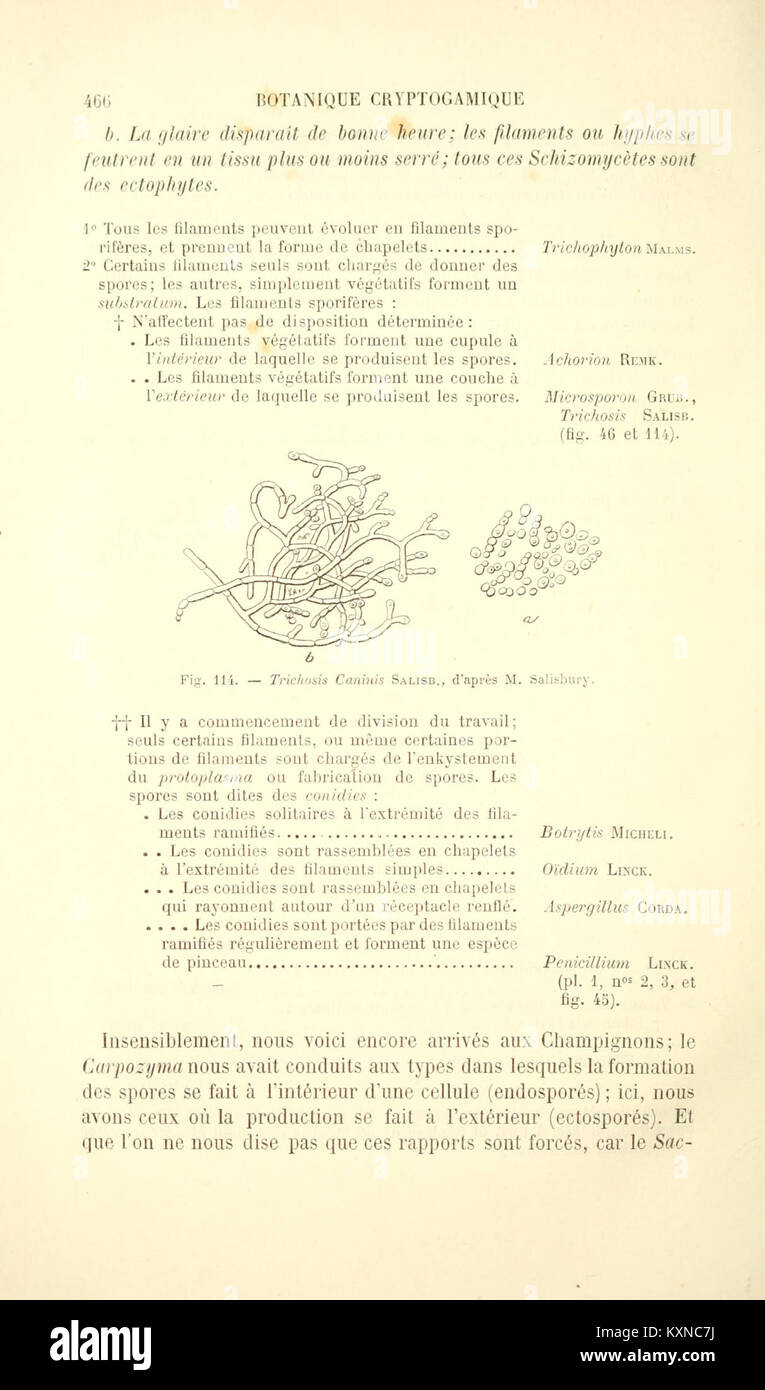 Botanique cryptogamique pharmaco-médicale (Page 466) BHL4271529 Stock Photo