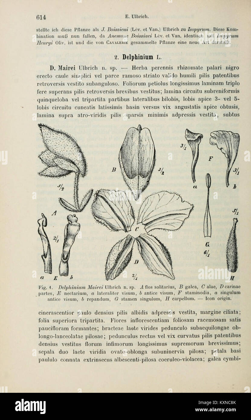 Systematic botany reference hi-res stock photography and images - Alamy