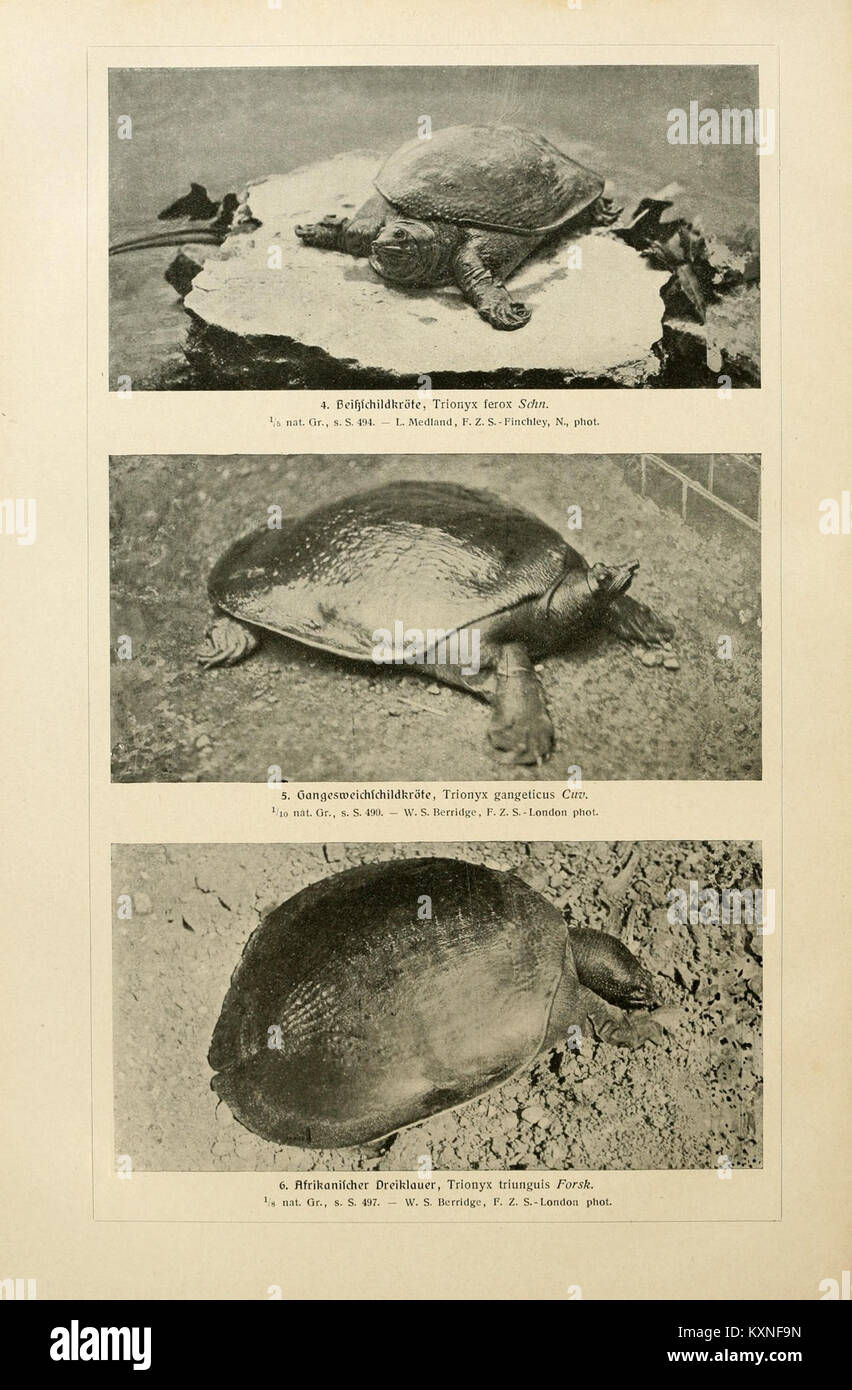 This plate from Brehms Tierleben illustrates species of turtles ...