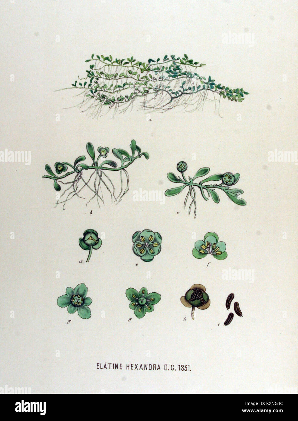 Elatine hexandra — Flora Batava — Volume v17 Stock Photo