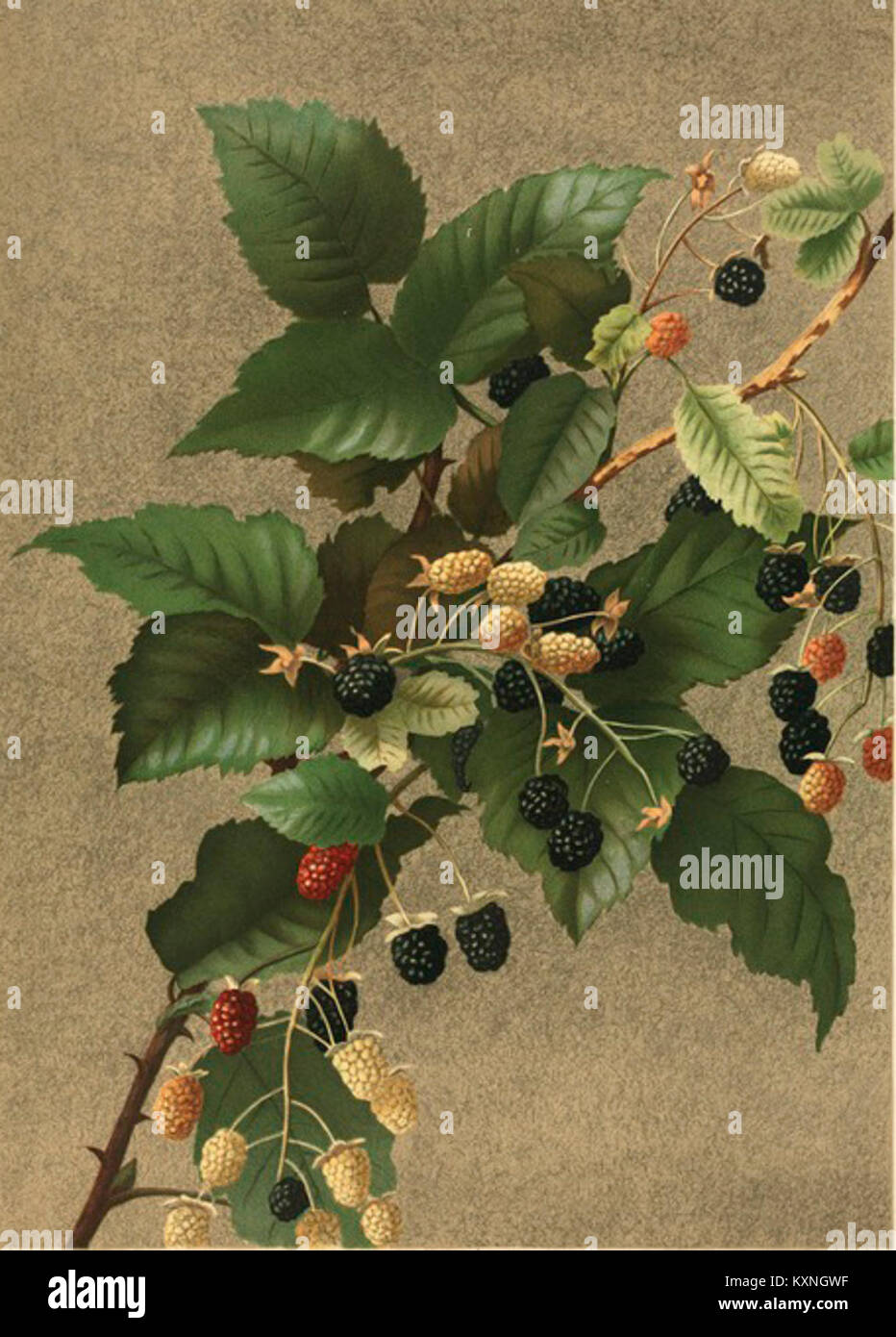 1861 1897 High Resolution Stock Photography and Images Alamy