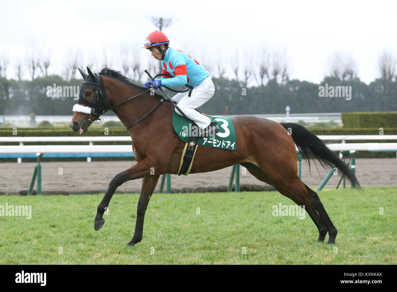 Almond eye horse hires stock photography and images Alamy