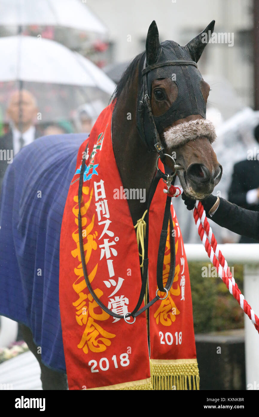 Almond Eye Horse High Resolution Stock Photography and Images Alamy