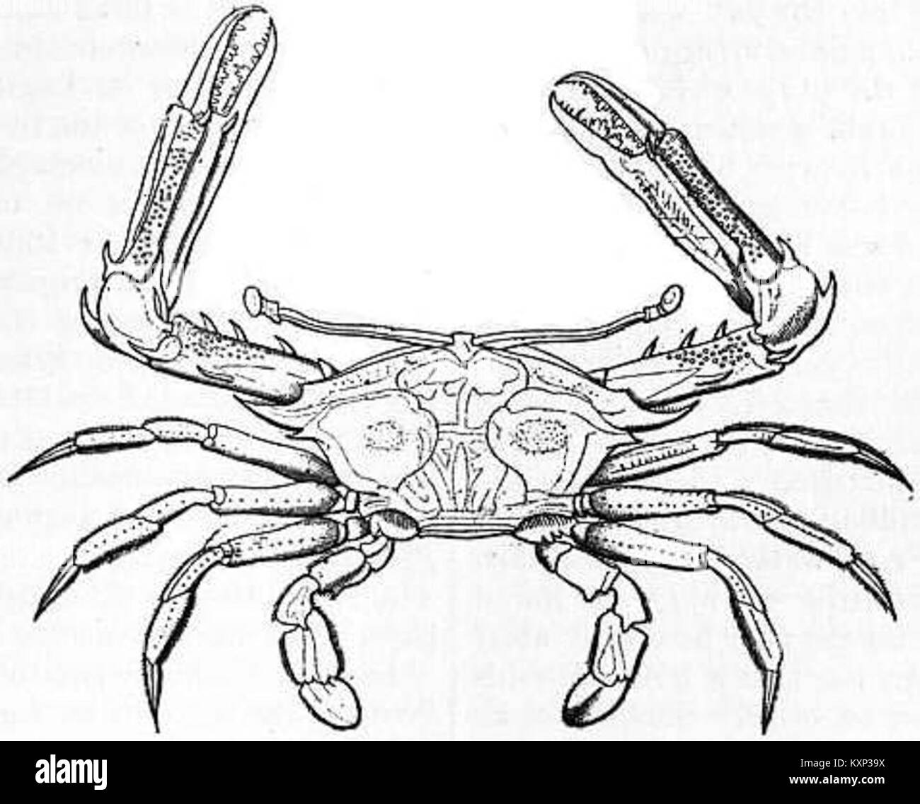 EB1911 Crab - Fig. 5. Podophthalmus vigil (Sentinel Spinous Crab) Stock Photo