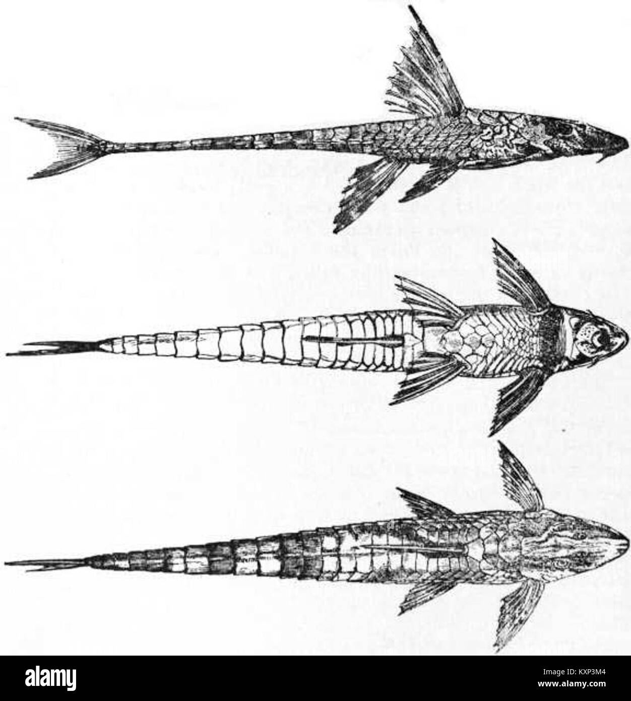 EB1911 Cat-fish Fig. 5.—Loricaria lanceolata Stock Photo