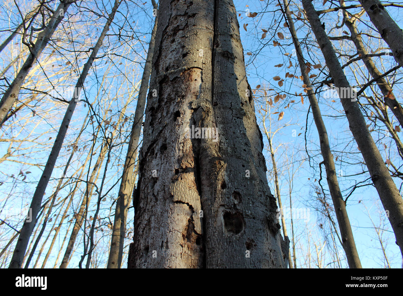 looking up at trees and a blue sky in a forest, Peterborough, Ontario, Canada. Stock Photo