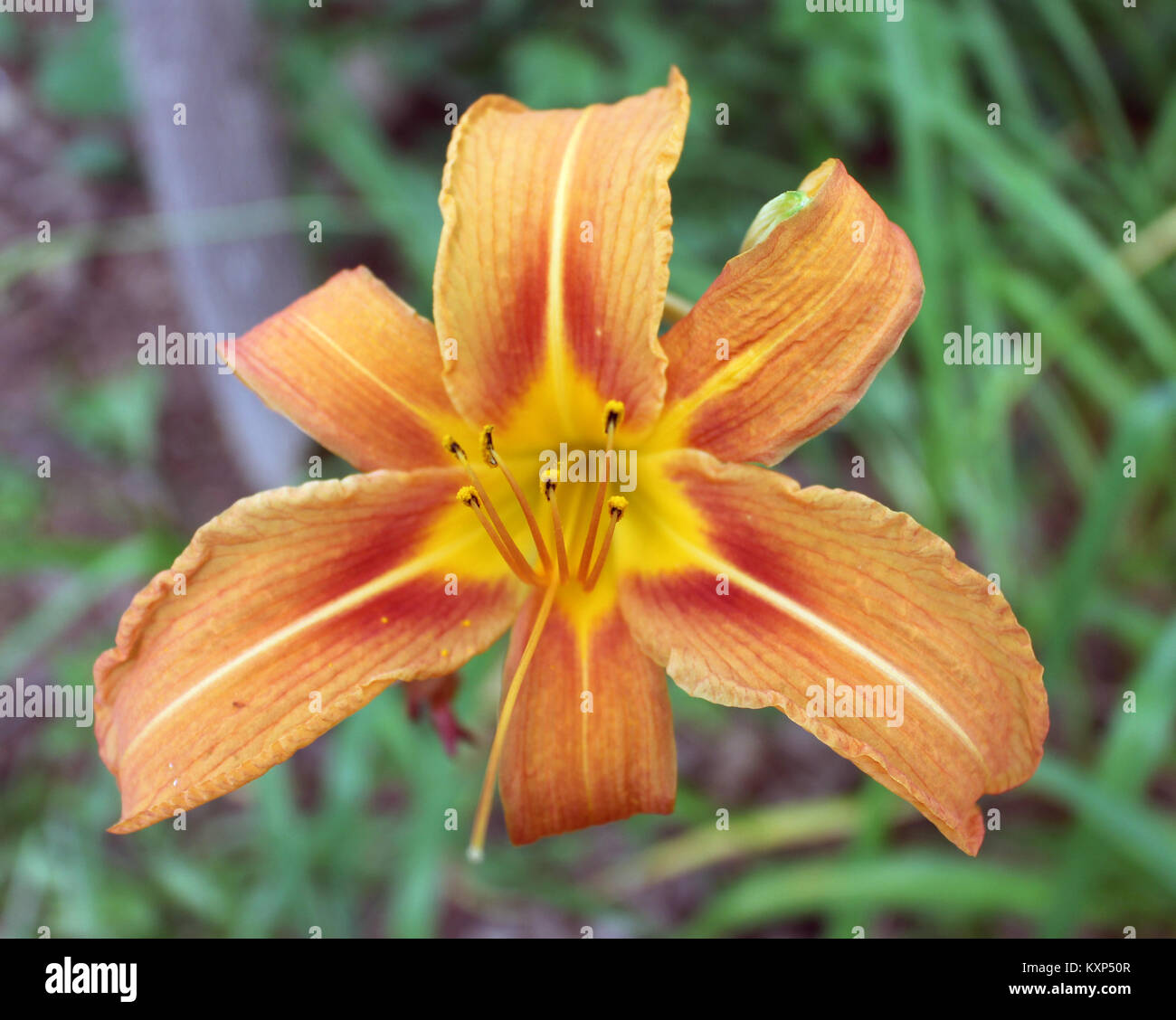 close up of tiger lilly (lilium bulbiferum) flower Stock Photo Alamy
