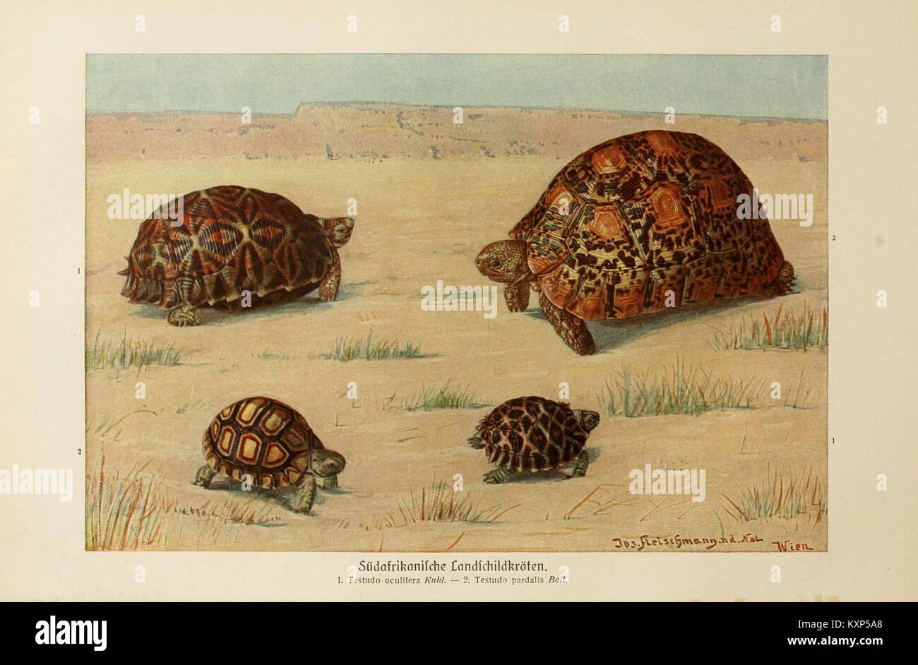 Brehms Tierleben (Plate- Südafrikanische Landschildkröten) (6139672739) Stock Photo