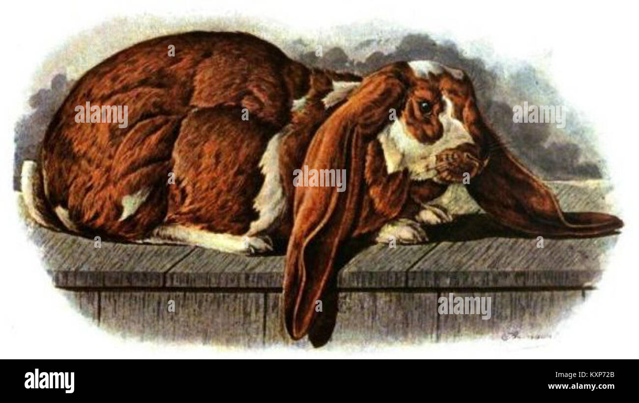 The English Angora rabbit, illustrated in 1902 by Jean Bungartz, is ...