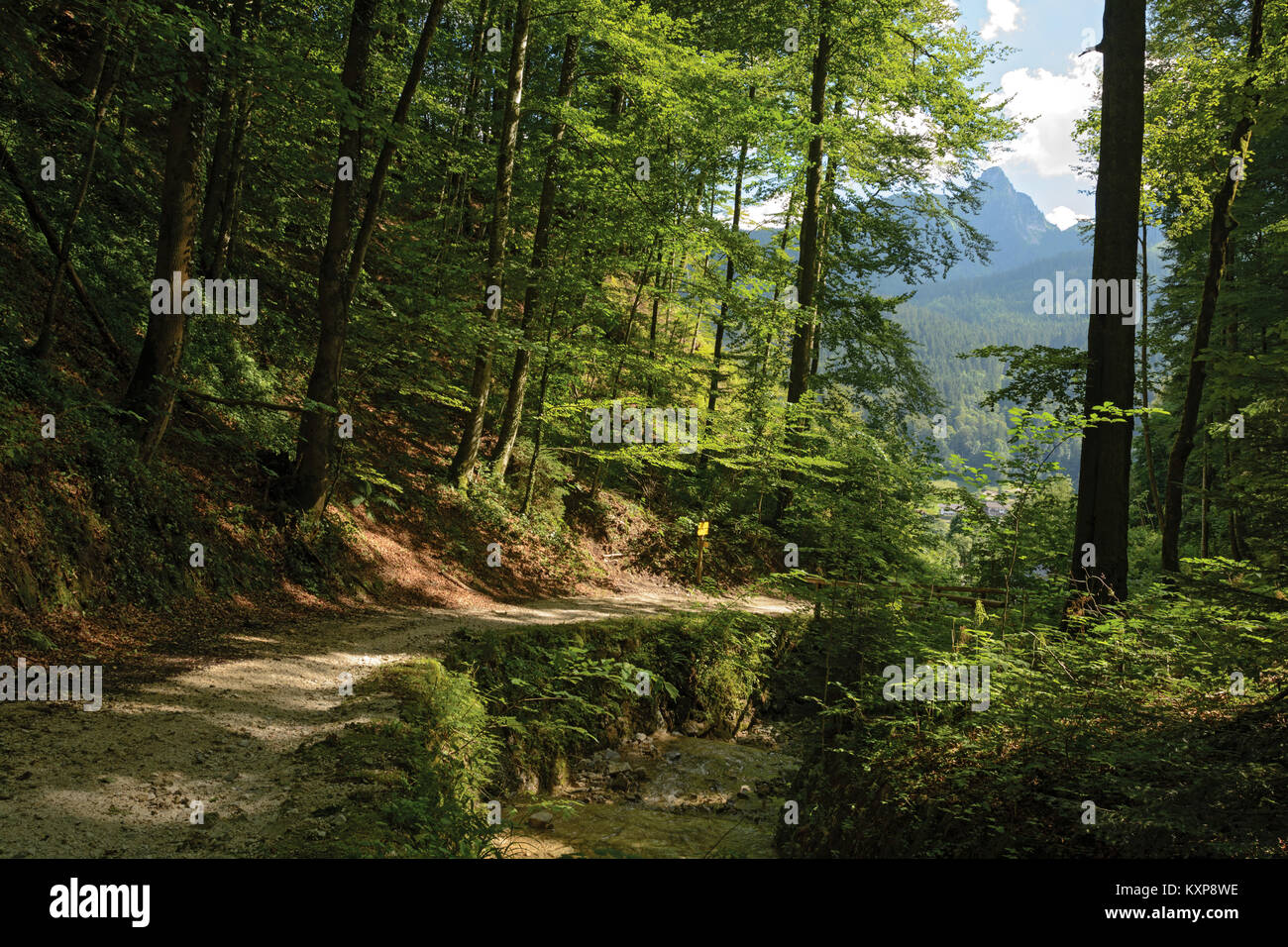 Pathway in alpine forest along creek ravine Stock Photo