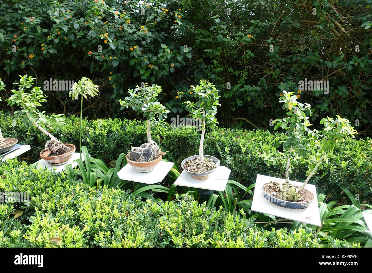 This bonsai tree at the Jardim Botnico Tropical in Lisbon, Portugal,  showcases the art of bonsai cultivation. The botanical garden features  tropical plants, promotes conservation, and serves as an educational and  scientific