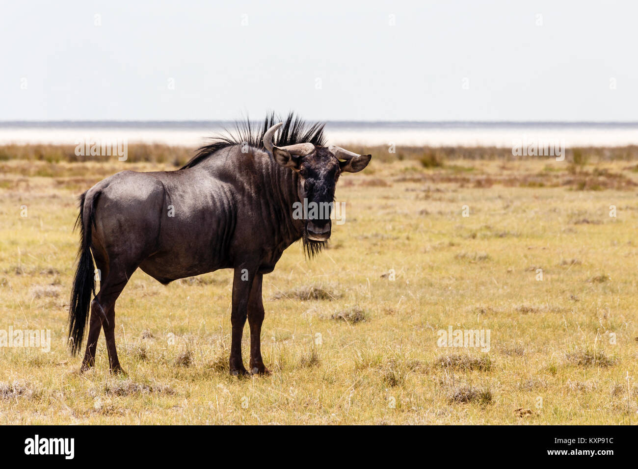 Blue wildebeest, Etosha National Park, Namibia Stock Photo