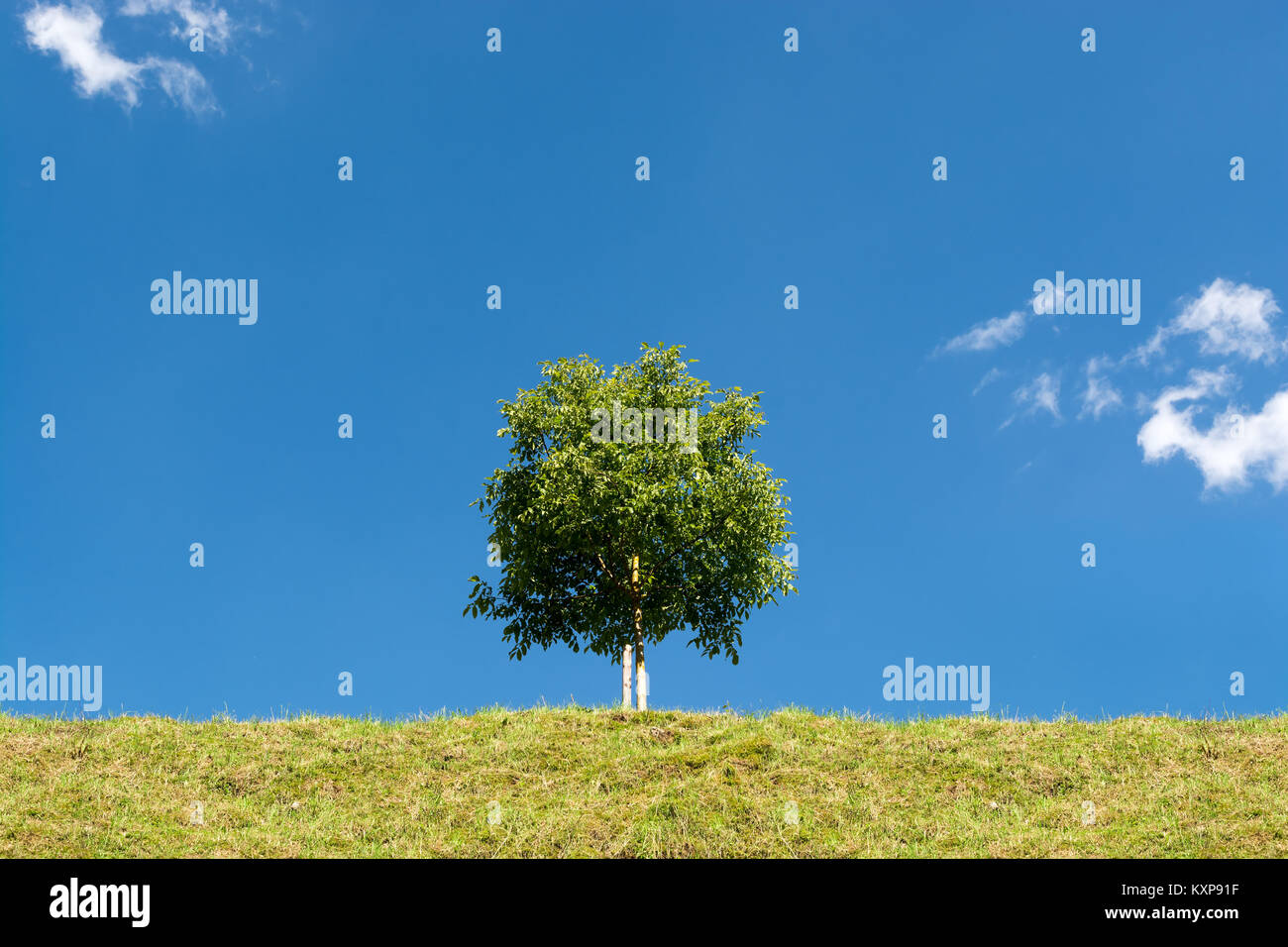 Lonely young tree standing on green grass under blue sky Stock Photo ...