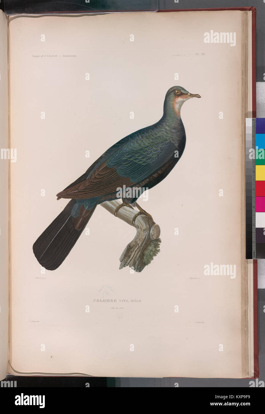 Columvi Image This image depicts a male columve bird from Viti Island, illustrating ...