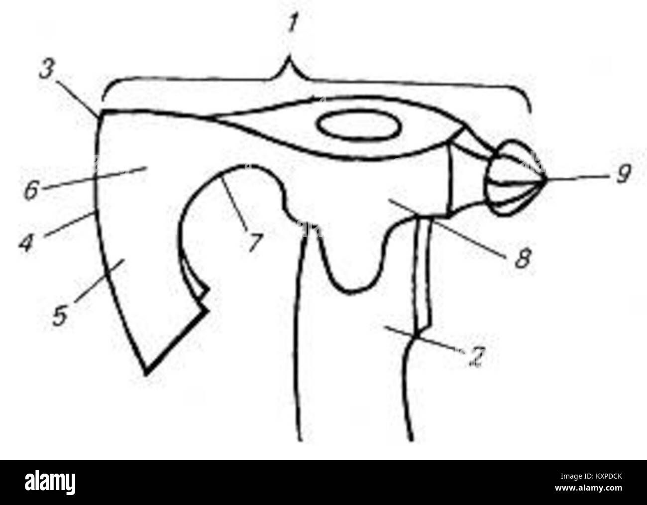 Схема топора. Строение топора криминалистика. Составные части топора. Строение боевого топора. Части топора схема.