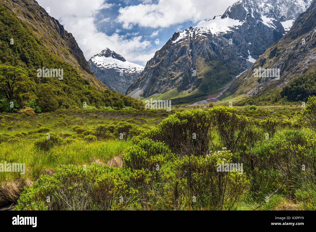 Moss covered trees, Fiordland National Park, New Zealand Stock Photo