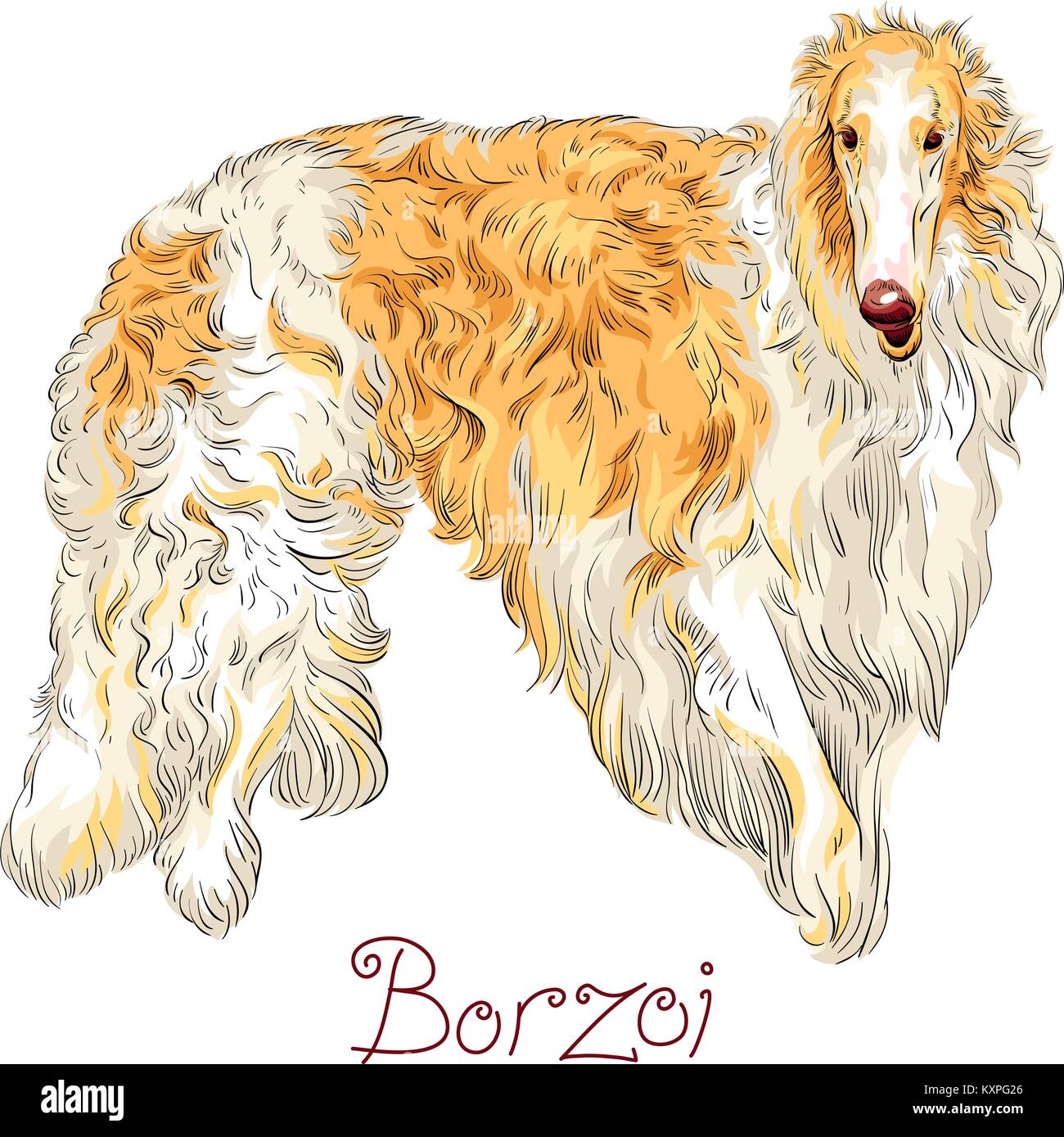 Vector Borzoi Dog breed Stock Vector