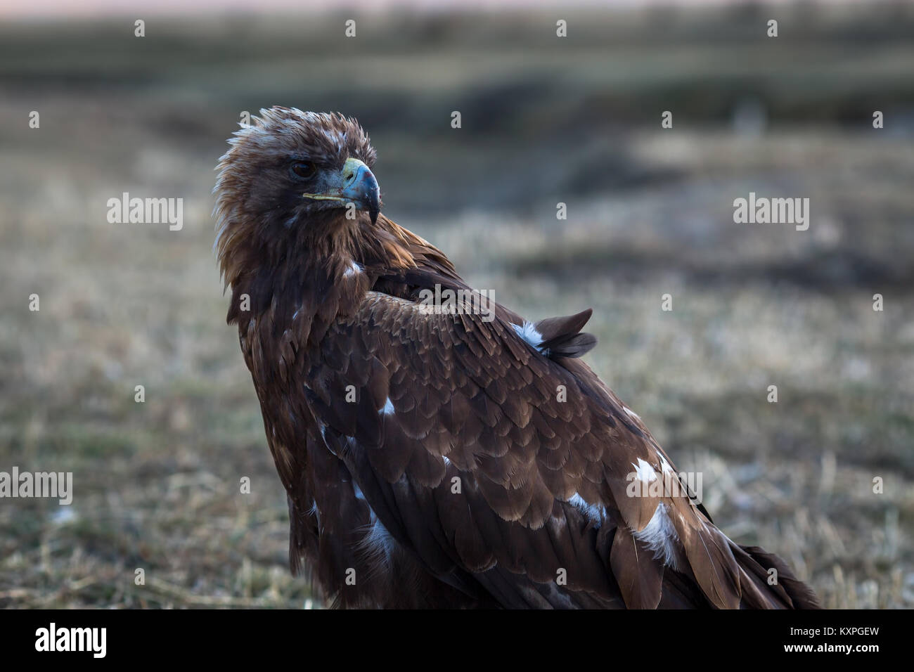 Golden eagle aviary hi-res stock photography and images - Alamy