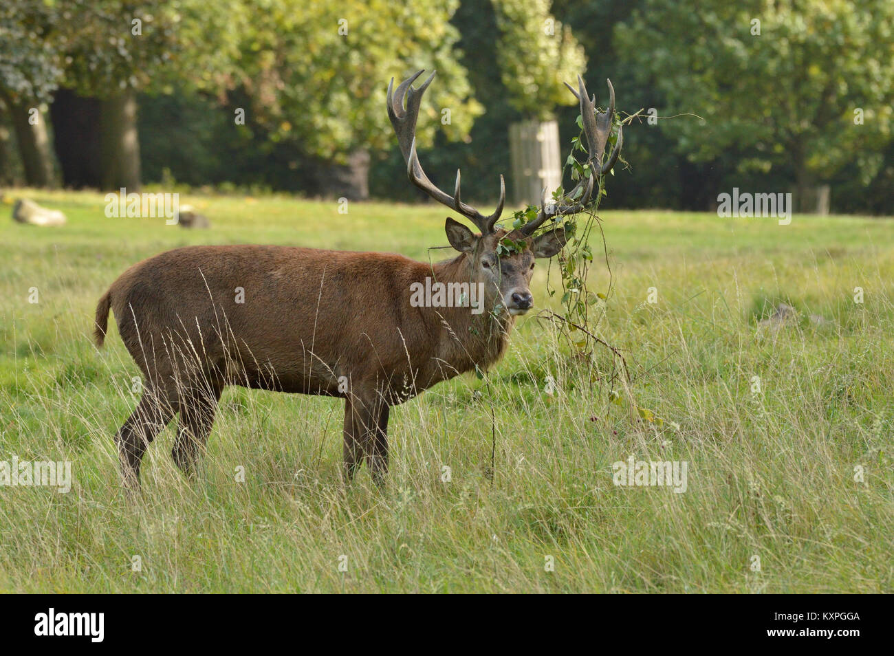 Red Deer with brambles in his antlers Stock Photo Alamy