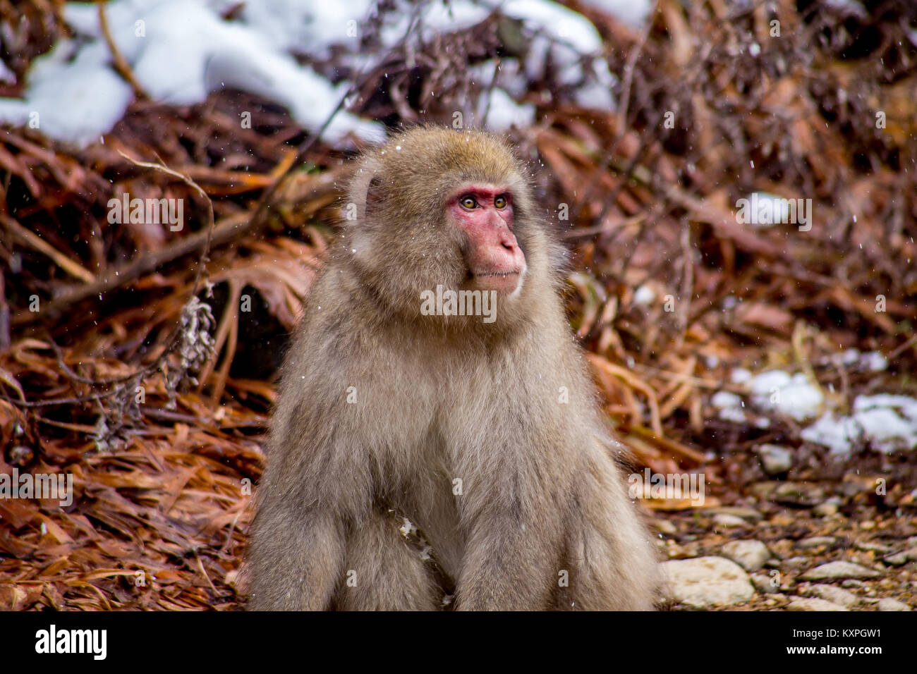 A male snow monkey sits unhappily after being rebuffed and yelled at by an unreceptive female.  These monkeys are the northern most non-human primates Stock Photo