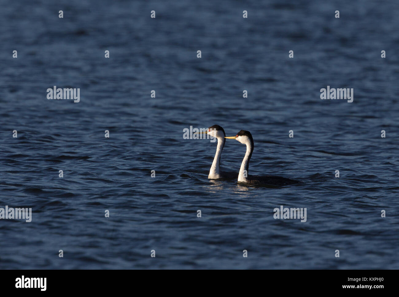 Western Grebe Pair on Blue Water Stock Photo