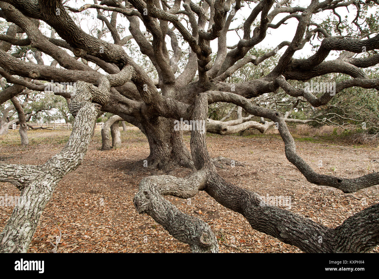 Coastal Live Oak tree  'Quercus virginiana',  reaching branches. Stock Photo