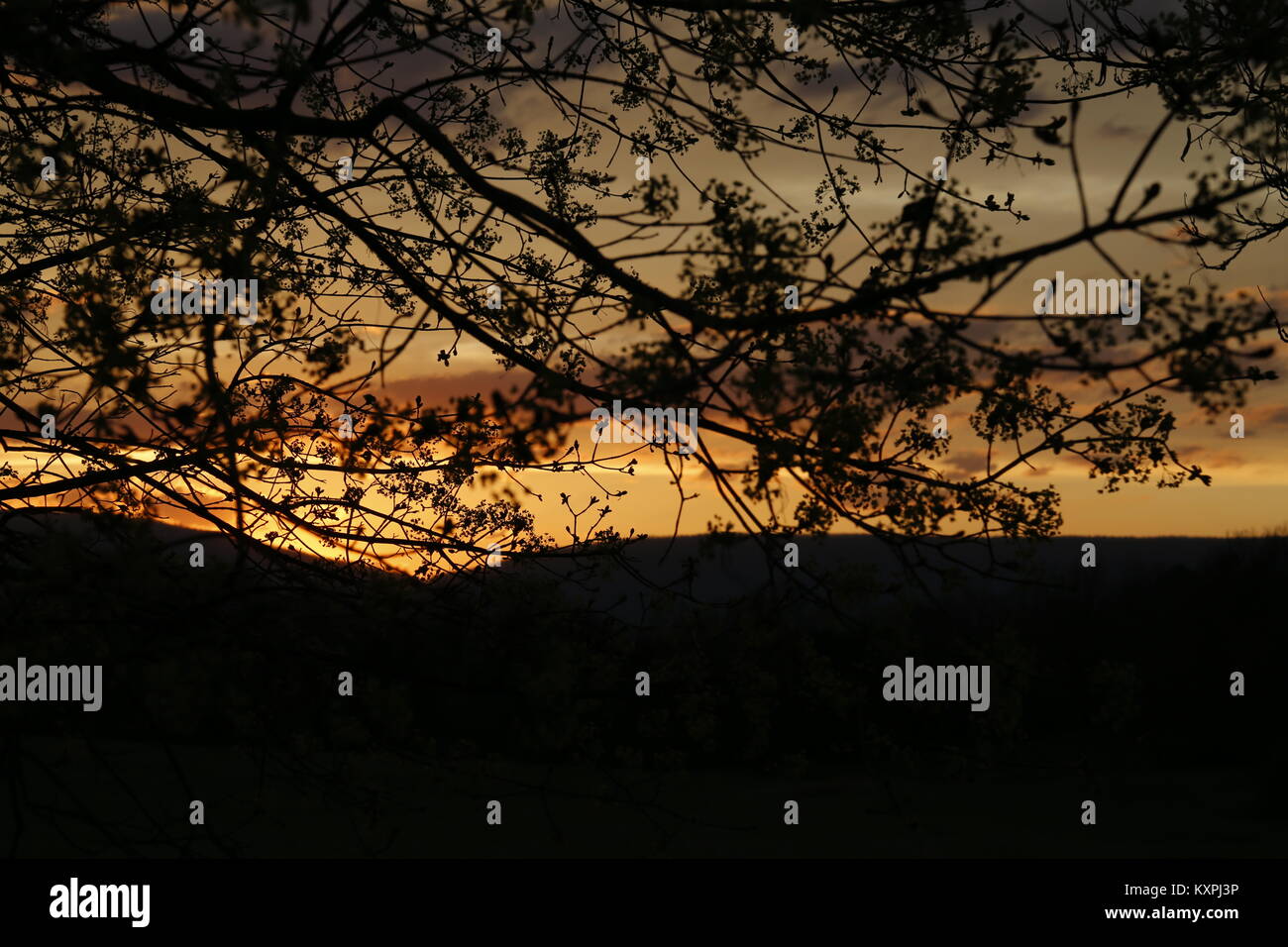 tree silhouetted against a sunset sky Stock Photo - Alamy