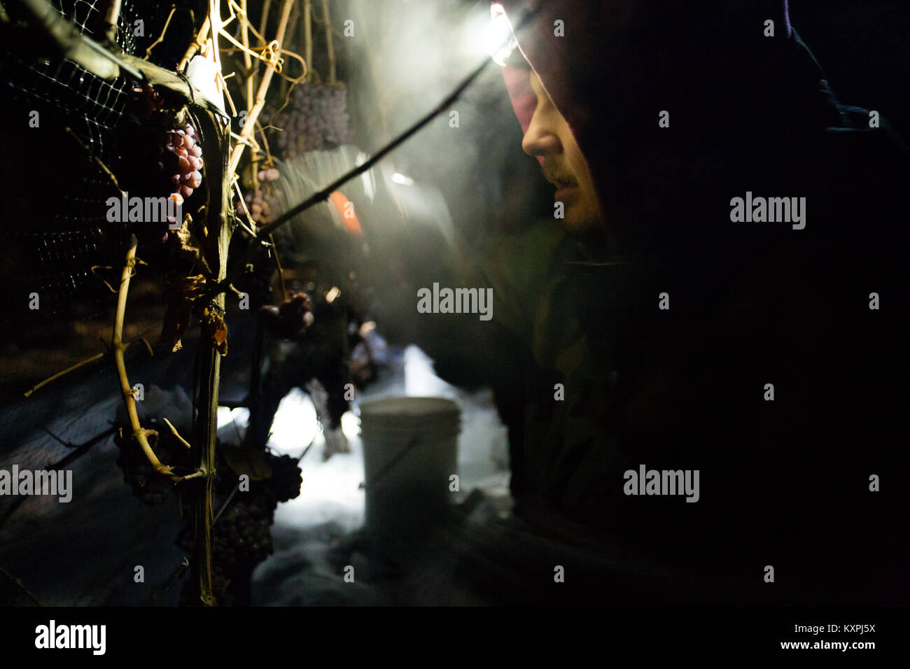 Farm workers harvesting frozen Gewurztraminer grapes during the middle of the night to make icewine. Stock Photo