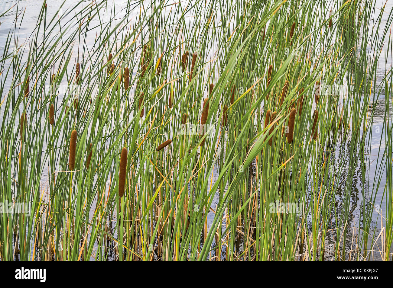 Typha is a genus of about 30 species of monocotyledonous flowering plants in the family Typhaceae.  Common names are cattail, punks, or corn dog grass Stock Photo