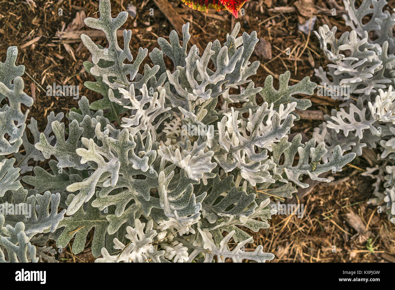 Dusty Miller, Silver Ragwort (Jacobaea maritima Stock Photo - Alamy