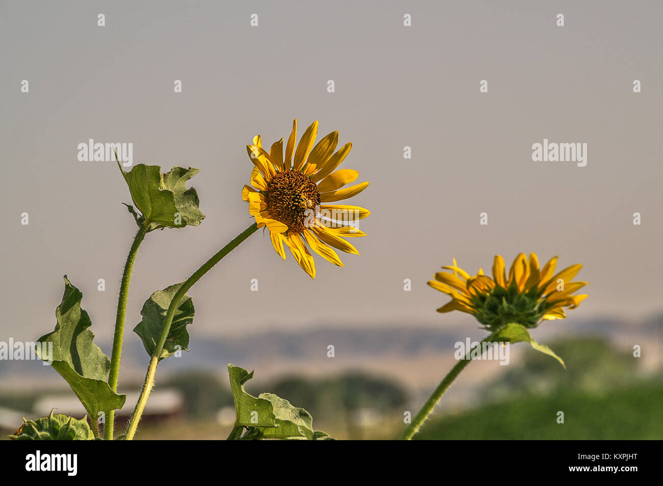 Sunflowers facing the sun Stock Photo - Alamy