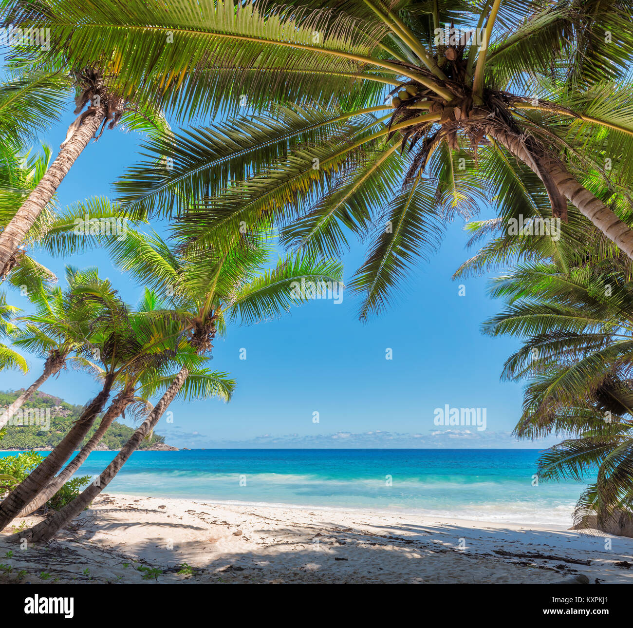 Palm trees on tropical island hi-res stock photography and images - Alamy