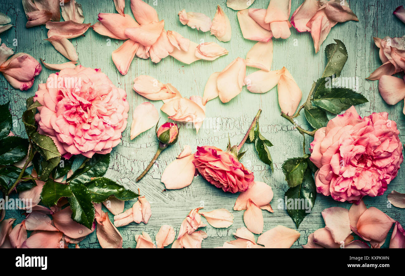 Pink roses arrangements with flowers petal and leaves on turquoise ...