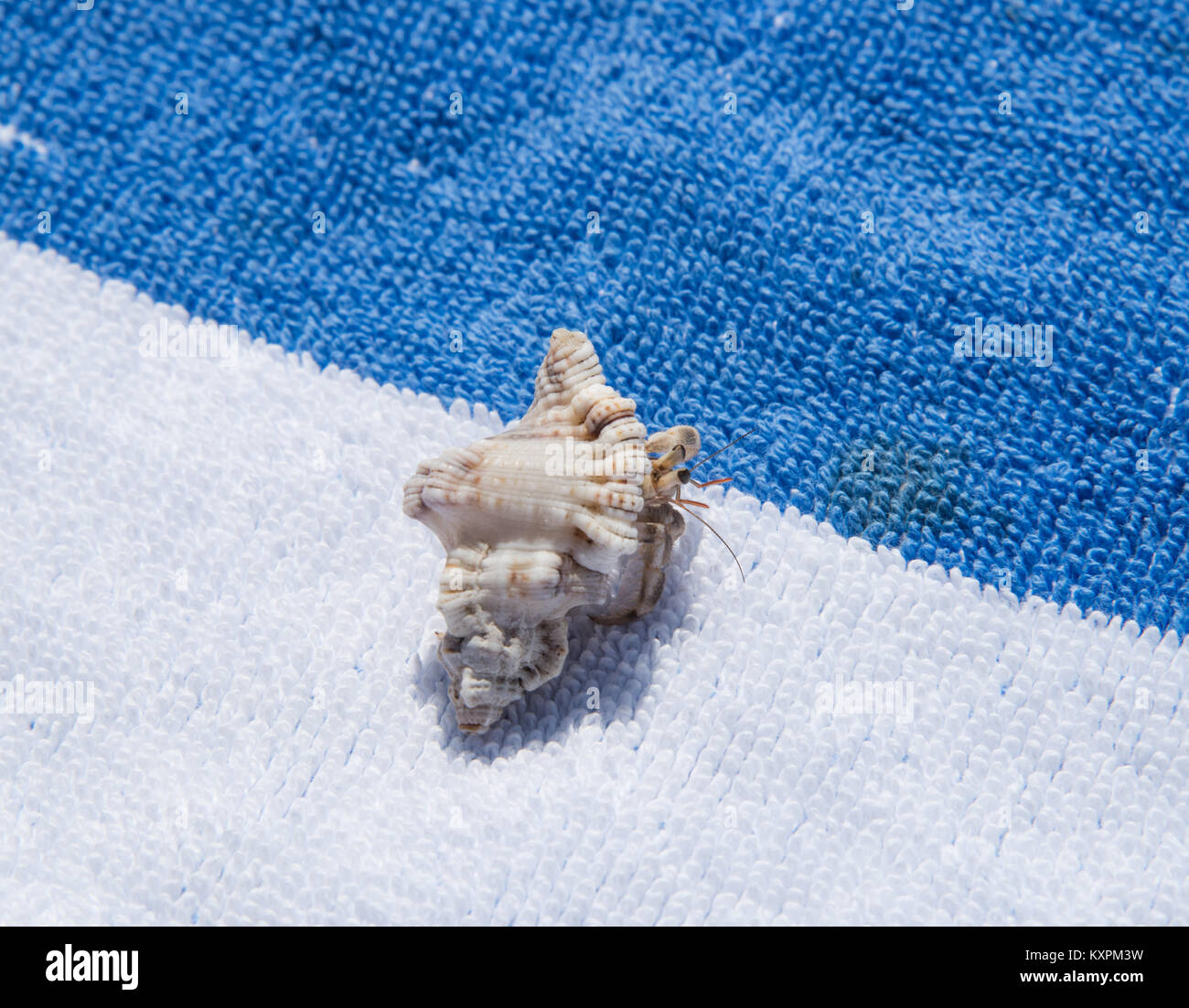 Hermit crab crawling on blue and white stripe towel. Stock Photo